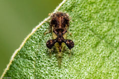 Cyphonia clavigera