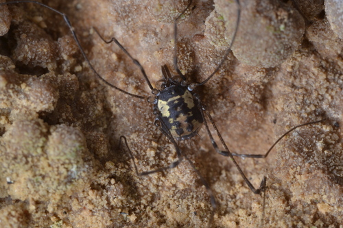 Nemastomella bacillifera