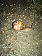 Cornu aspersum