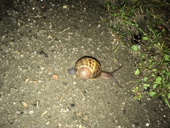 Cornu aspersum