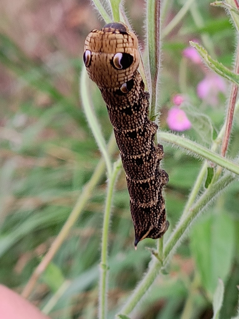 Elephant hawk-moth (Deilephila elpenor)
