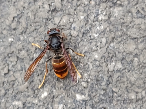 Asian hornet