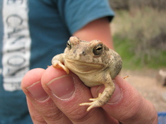 Anaxyrus microscaphus