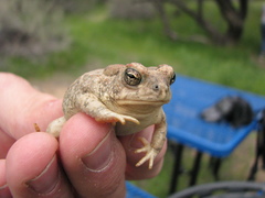 Anaxyrus microscaphus