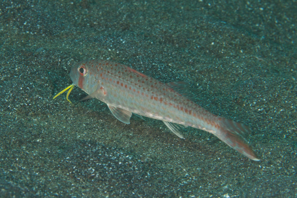 Luzon goatfish (Upeneus luzonius) — Mullidae