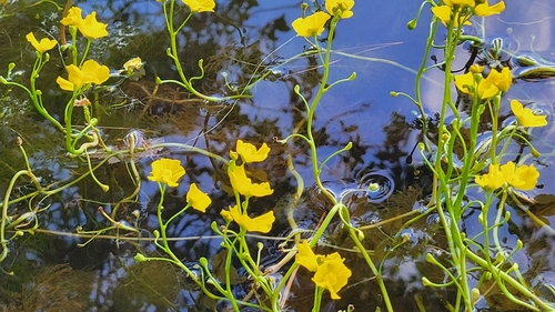 Image of Utricularia floridana by no rights reserved