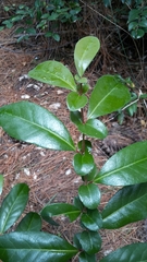 Azara integrifolia
