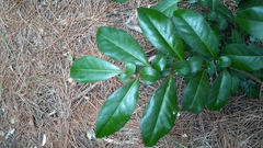 Azara integrifolia