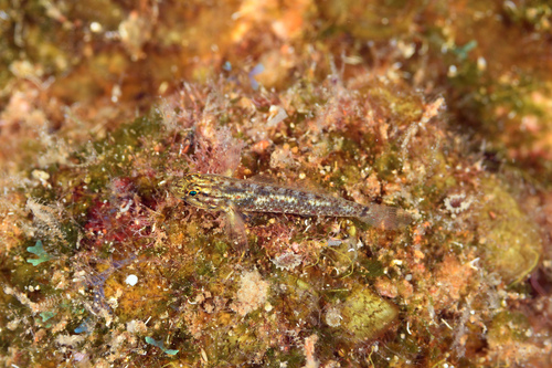 Colon goby (Coryphopterus dicrus) — Gobiidae — 5