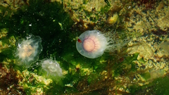 Cyanea lamarckii