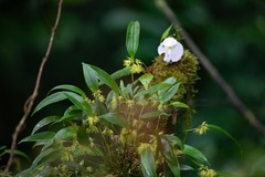 Pleurothallis ruscifolia image