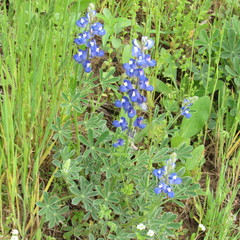 Lupinus subcarnosus
