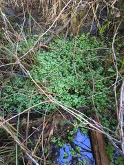 Chrysosplenium glechomifolium