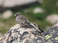 Leucosticte atrata