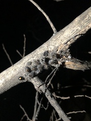 Chilocorus stigma