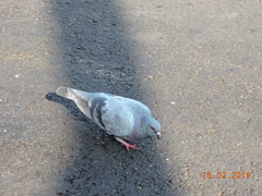 Columba livia domestica