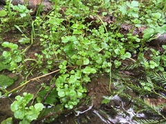 Chrysosplenium glechomifolium