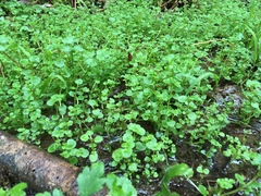 Chrysosplenium glechomifolium