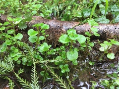 Chrysosplenium glechomifolium