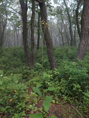 Lactuca raddeana