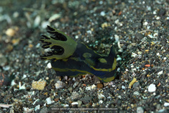 Tambja gabrielae
