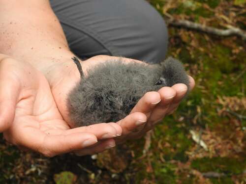 Leach's Storm-Petrel, Canada, photo 7 of 10