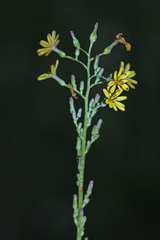 Lactuca raddeana