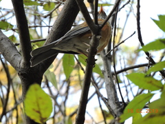 Turdus rufopalliatus