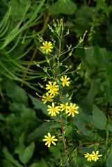Lactuca raddeana