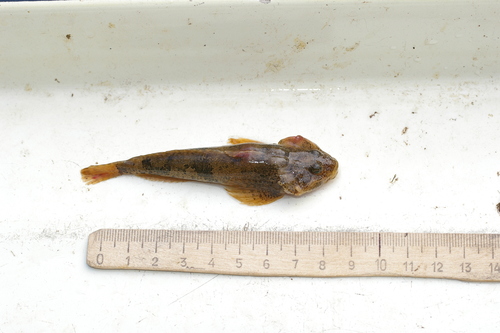 Koshewnikow's Sculpin