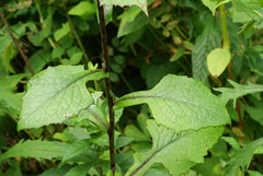 Lactuca raddeana