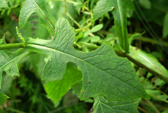 Lactuca raddeana