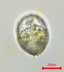 Colepidae