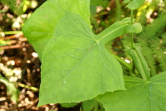 Lactuca triangulata