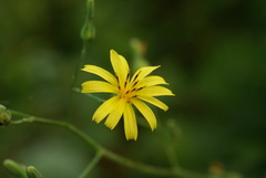 Lactuca triangulata