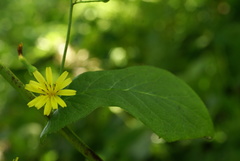 Lactuca triangulata