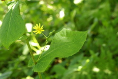 Lactuca triangulata