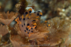Thecacera