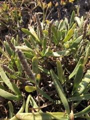 Plantago carnosa