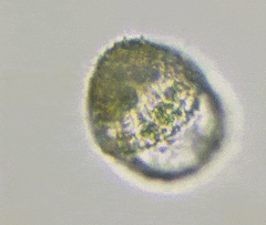 Colepidae