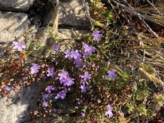 Limonium scabrum scabrum