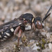 Red-thighed Cellophane-cuckoo Bee - Photo (c) wp-polzin, some rights reserved (CC BY-NC)