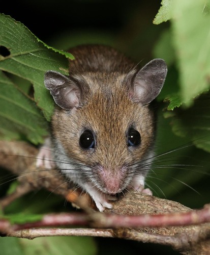White-footed Mouse