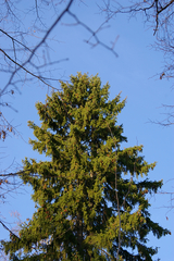 Picea × fennica