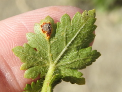 Puccinia modiolae