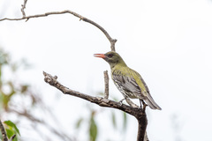 Olive-Backed Oriole photo 4