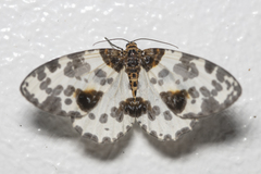 Abraxas amicula-illuminata