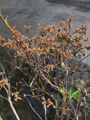Myrica gale tomentosa