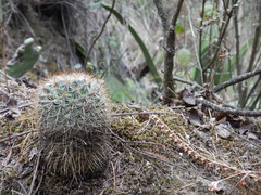 Mammillaria discolor