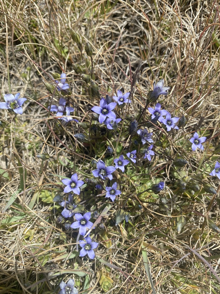 Gentianella azurea